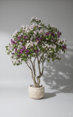 עץ בוגנוויליה