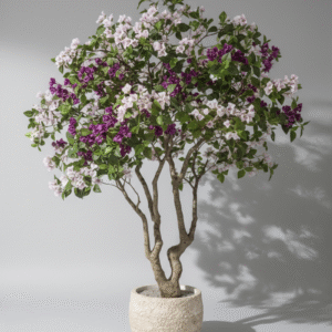 עץ בוגנוויליה