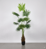 דקל טנג - 180m