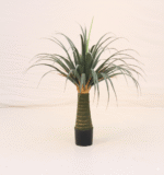 דרצנה דרקו - 90cm