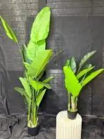 עציץ ציפור גן עדן 70 ס"מ