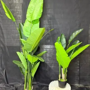 עציץ ציפור גן עדן 70 ס"מ