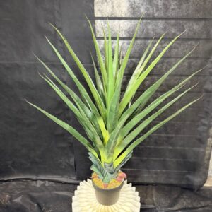 עציץ פנדנוס 80 ס"מ