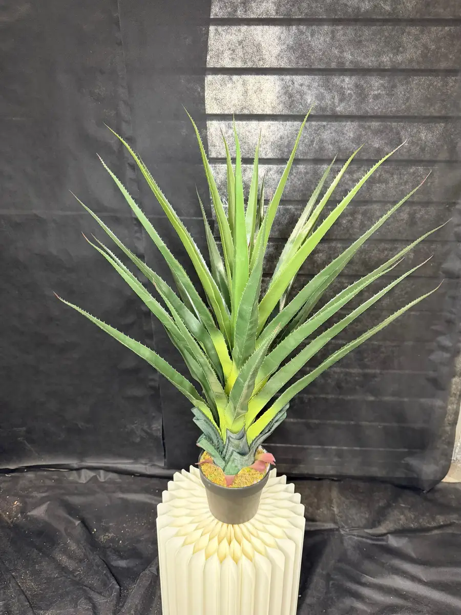 עציץ פנדנוס 80 ס"מ