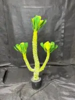 עציץ אופורביה 3 ידיים (עמוד דרקו ברזילאי)