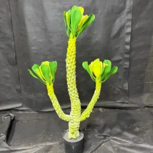 עציץ אופורביה 3 ידיים (עמוד דרקו ברזילאי)