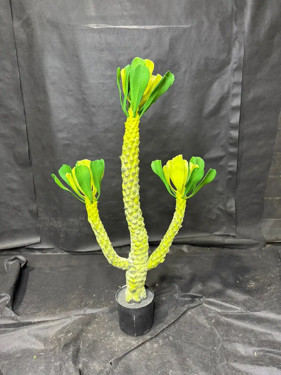 עציץ אופורביה 3 ידיים (עמוד דרקו ברזילאי)