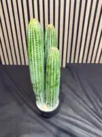 עמוד קקטוס שלושה גזעים 50 ס"מ