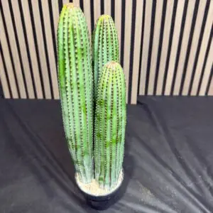 עמוד קקטוס שלושה גזעים 50 ס"מ