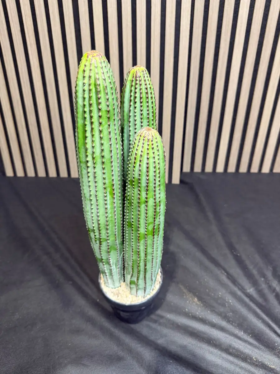 עמוד קקטוס שלושה גזעים 50 ס"מ