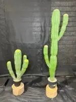 עמוד קקטוס מקסיקני רב-ידיים 80 ס"מ