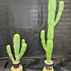 עמוד קקטוס מקסיקני רב-ידיים 80 ס"מ