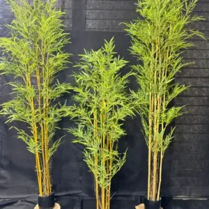 עציץ במבוק 6 גזעים