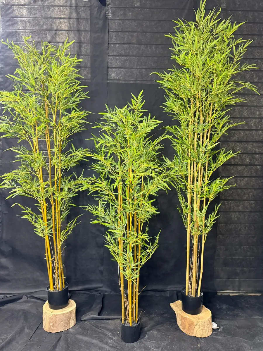 עציץ במבוק 6 גזעים