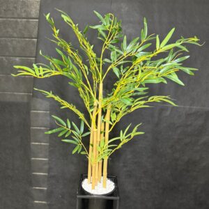 עציץ במבוק 5 גזעים