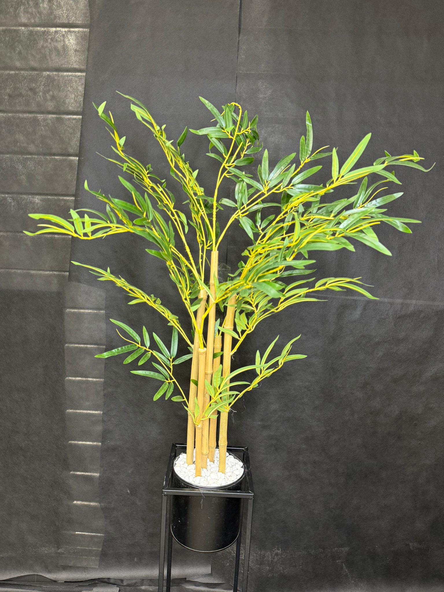 עציץ במבוק 5 גזעים