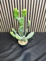 קקטוס מצוי  63 ס"מ