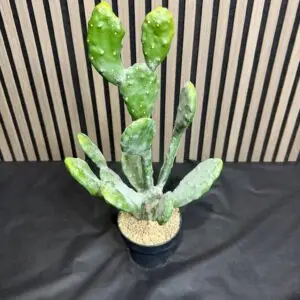 קקטוס מצוי  63 ס"מ