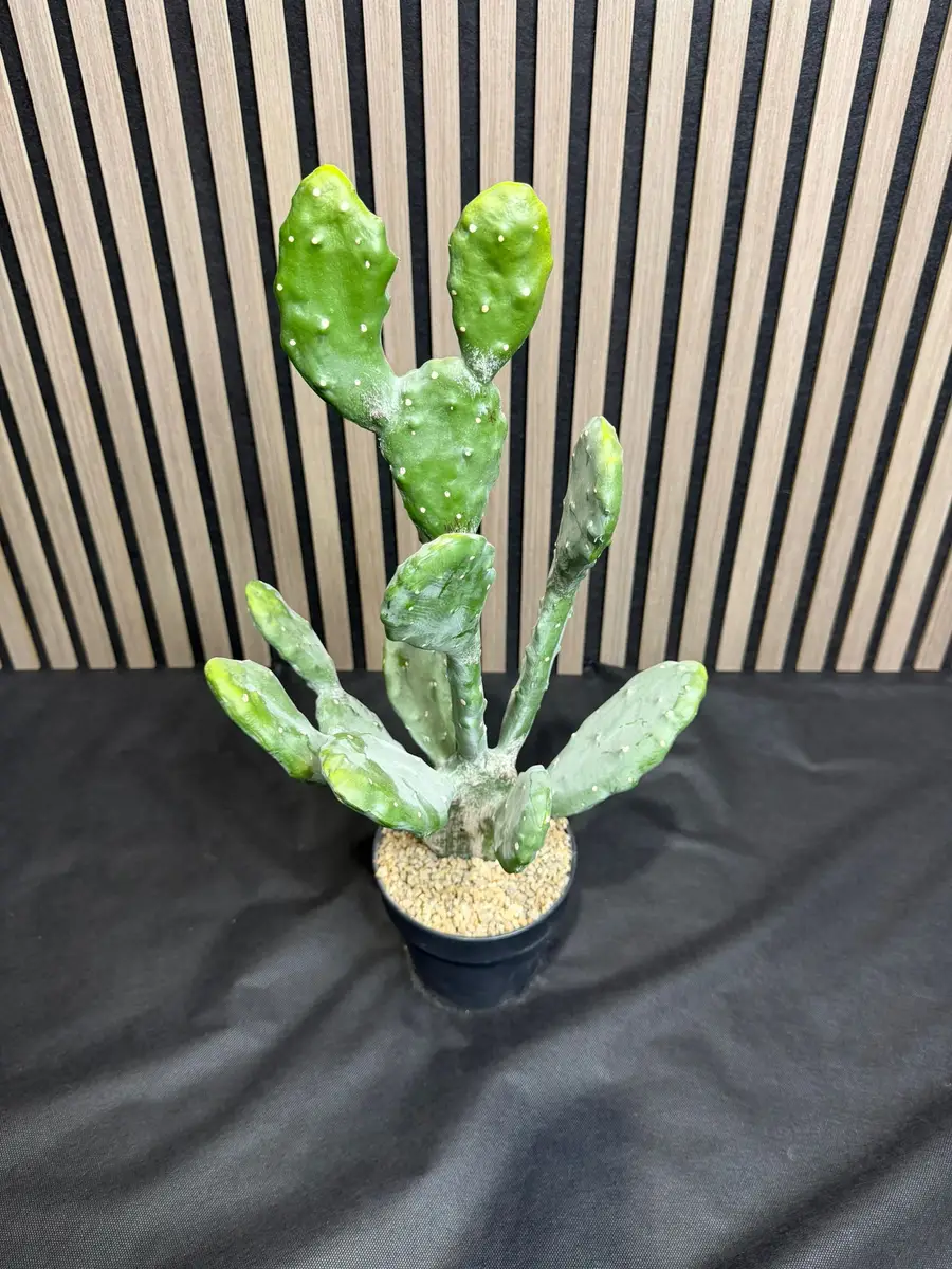 קקטוס מצוי 63 ס"מ