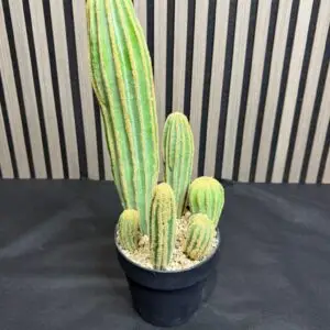 עמוד קקטוס מדברי