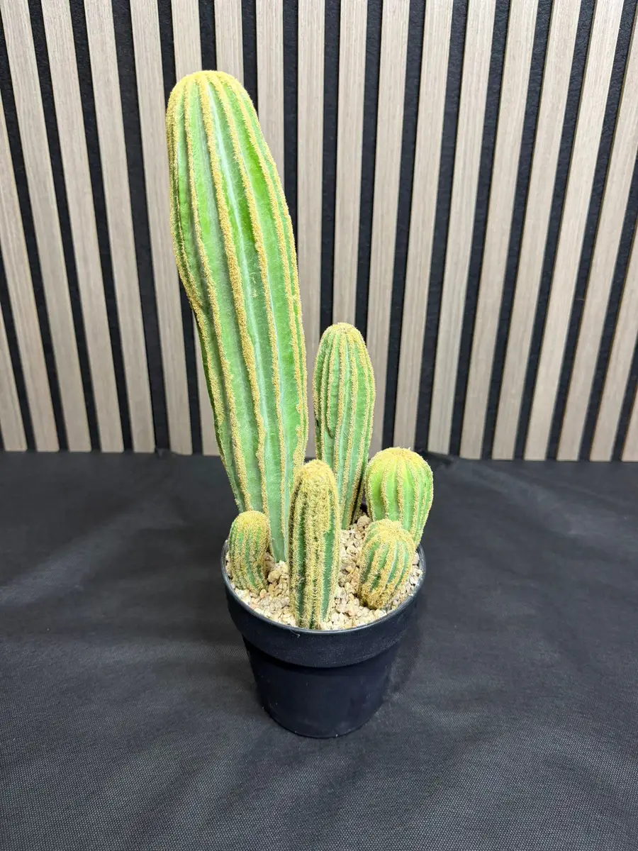 עמוד קקטוס מדברי