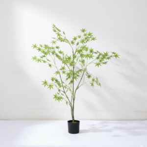 עציץ אדר ירוק מיני צפוף