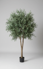 עץ זית (גזע עבה גדול)