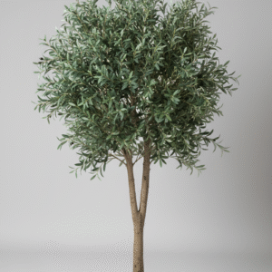 עץ זית (גזע עבה גדול)