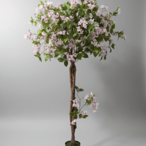 בוגנוויליה משולשת עגולה