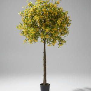 פרח אי אביבי 3 גזעים