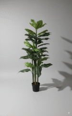 עלה זנגביל שוליים לבנים 3 גזעים