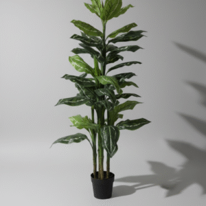 עלה זנגביל שוליים לבנים 3 גזעים