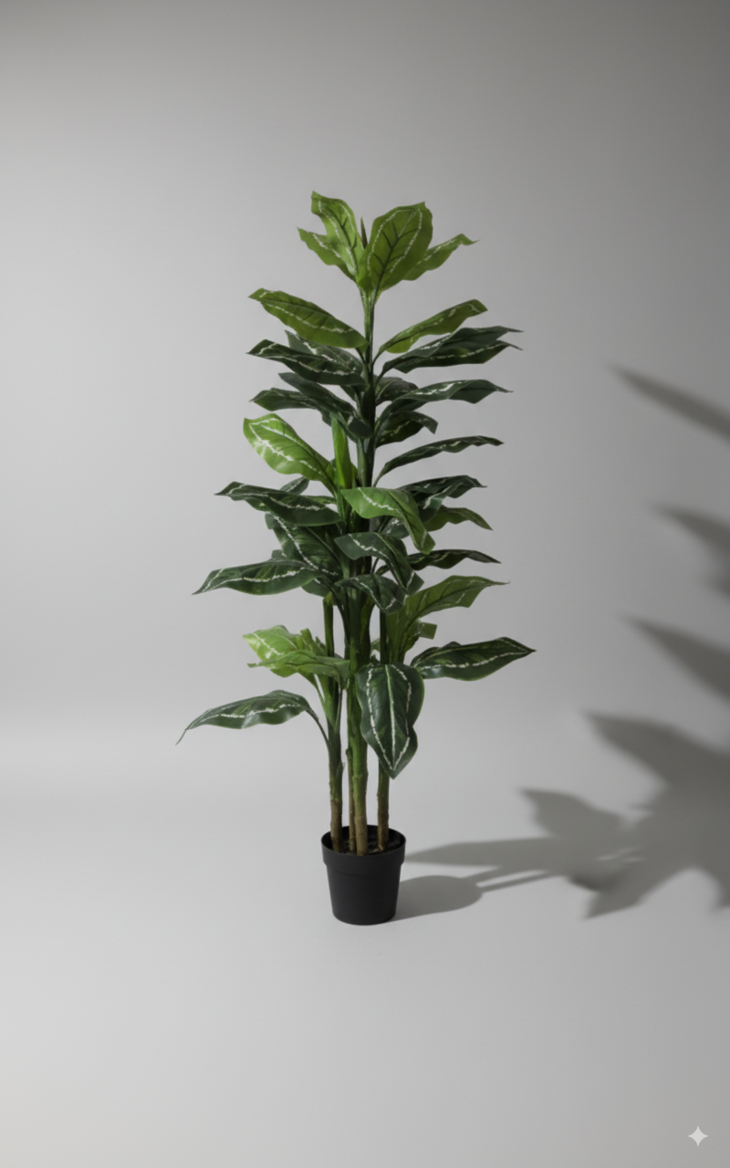 עלה זנגביל שוליים לבנים 3 גזעים