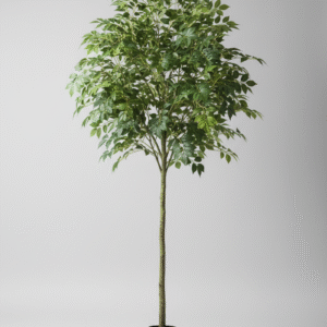 עץ עלה אושר