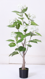 עץ הורטנזיה לבנה - 90cm