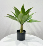 עציץ אגבה - 35cm