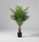 עציץ שרך זנב חתול