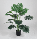 עציץ דקל זנב חתול 70 ס"מ