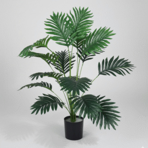 עציץ דקל זנב חתול 70 ס"מ