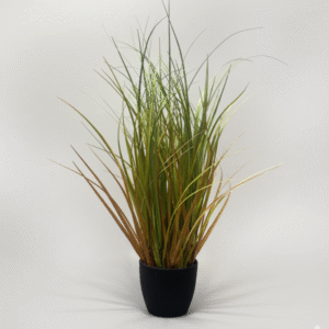 עשב זנב שועל