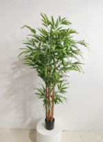 פינוי במבוק