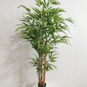 פינוי במבוק