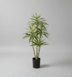 עציץ במבוק לבן גזע יחיד שלושה ראשים 70 ס"מ (פסים לבנים)