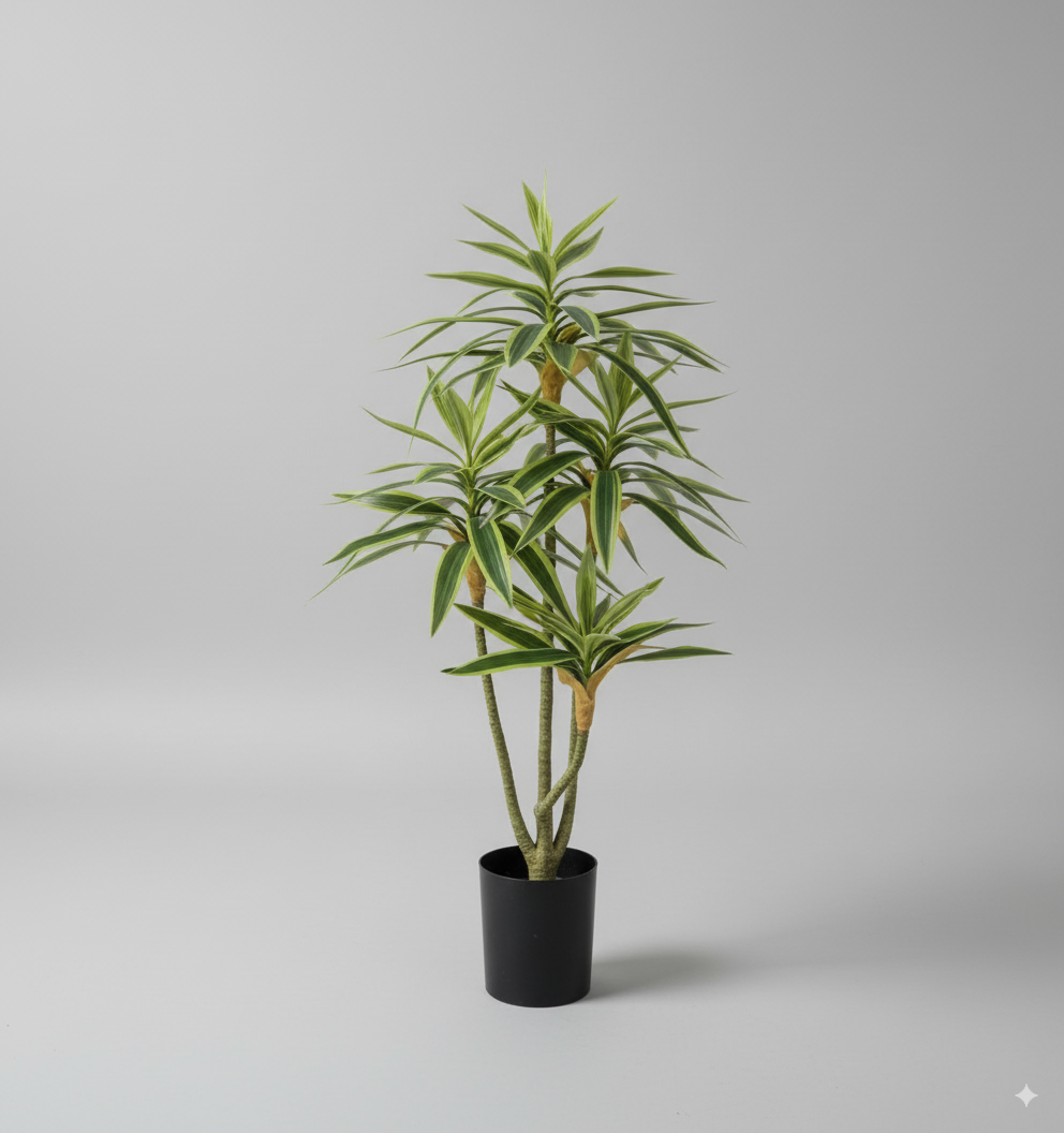 עציץ במבוק לבן גזע יחיד שלושה ראשים 70 ס"מ (פסים לבנים)