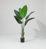 ציפור גן עדן C 120 ס"מ