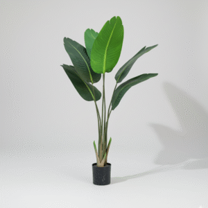 ציפור גן עדן C 120 ס"מ