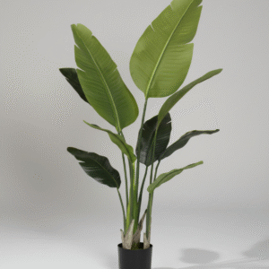 ציפור גן עדן צפוף