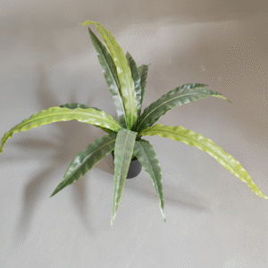 צרור שרך קן ציפור 60 ס"מ (עציץ עלים דקים)