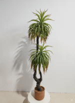 פינוי אגבה דרקו 2 ראשים