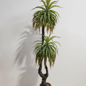 פינוי אגבה דרקו 2 ראשים